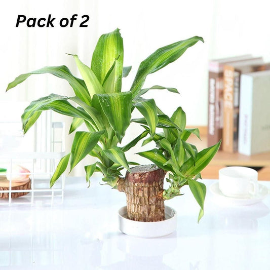 Brazilian Lucky Wood, Mini Home Plant Decorations Buy 1 Get 1 free