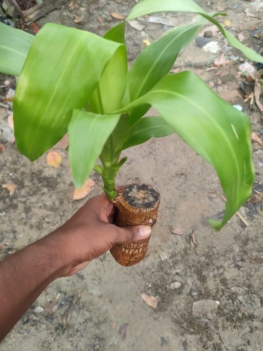 Brazilian Lucky Wood, Mini Home Plant Decorations Buy 1 Get 1 free