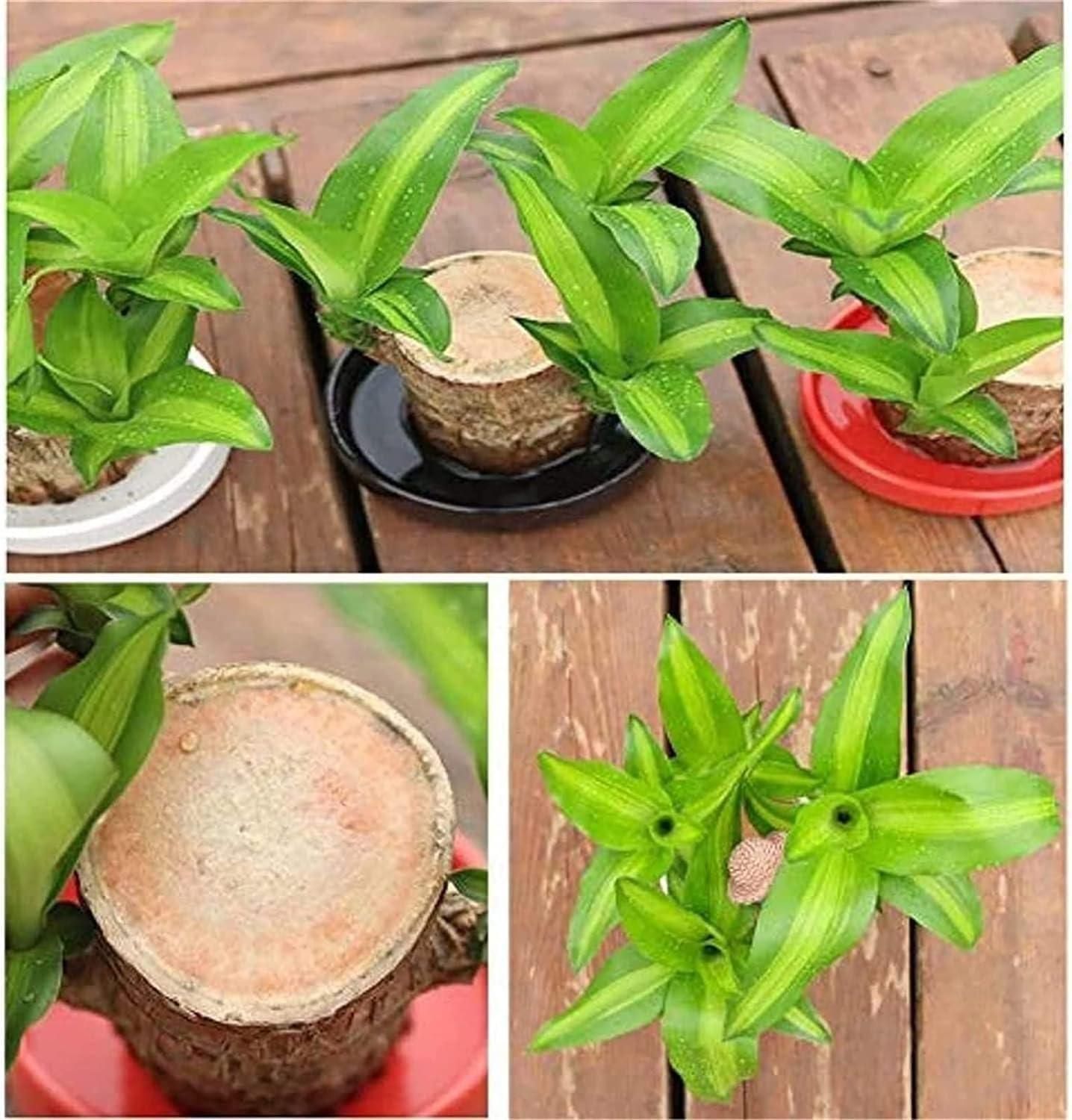 Brazilian Lucky Wood, Mini Home Plant Decorations Buy 1 Get 1 free