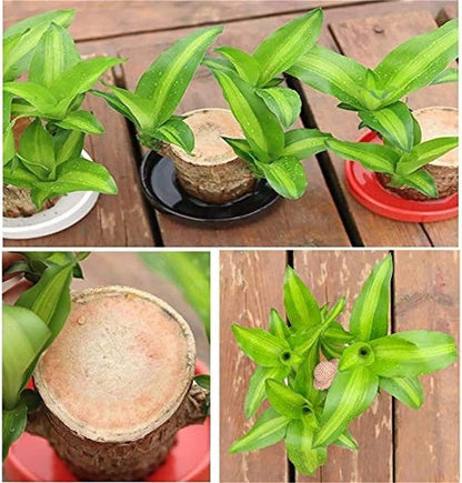 Brazilian Lucky Wood, Mini Home Plant Decorations Buy 1 Get 1 free