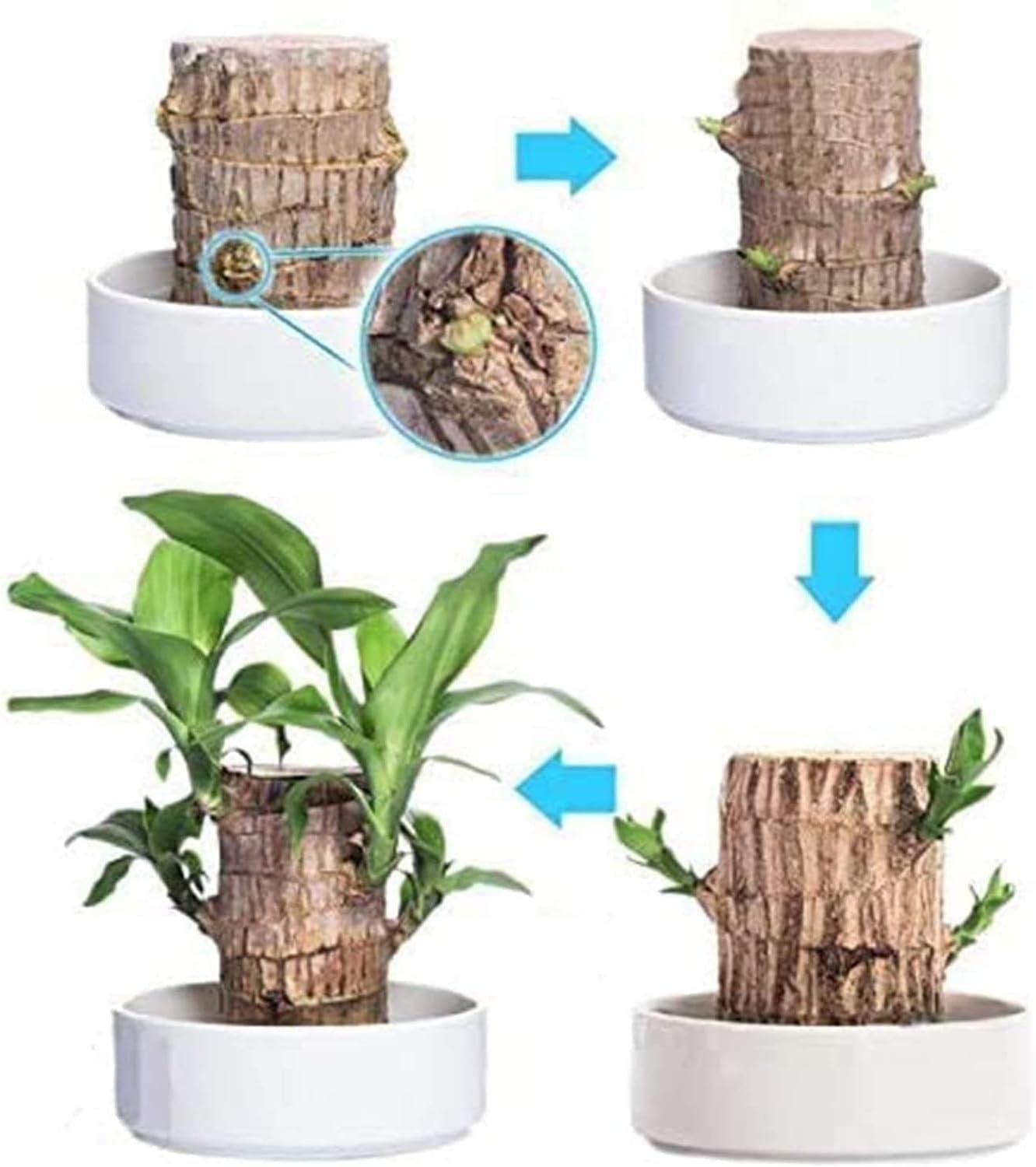 Brazilian Lucky Wood, Mini Home Plant Decorations Buy 1 Get 1 free